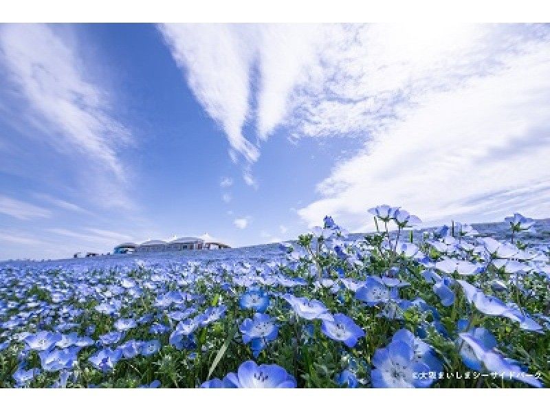 【大阪灣區】不堵車！今年我們要坐船去！ Nemophila Festival 門票和 Maishima 擺渡船（單程）の紹介画像