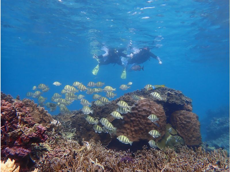 【沖縄・宮古島】2ポイントシュノーケリング！カラフル熱帯魚とサンゴ礁ウミガメ♡ニモも見れるよ♡ロケーションも最高♡の紹介画像