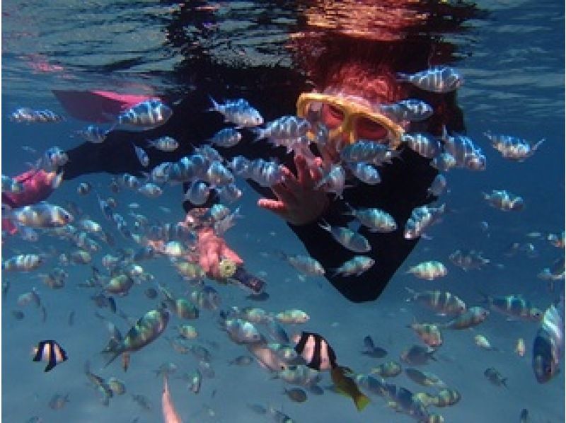 【沖縄・宮古島】2ポイントシュノーケリング！カラフル熱帯魚とサンゴ礁ウミガメ♡ニモも見れるよ♡ロケーションも最高♡の紹介画像