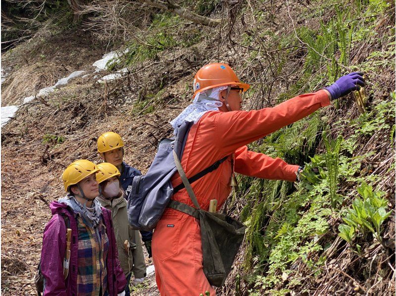【新潟・十日町】山菜採りアドベンチャー（ランチ付き）の紹介画像