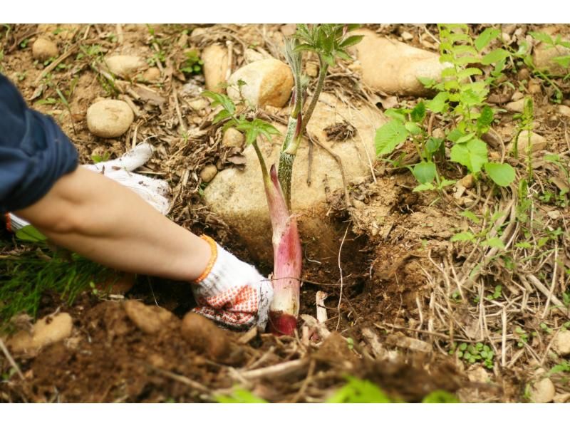 【新潟・十日町】山菜採りアドベンチャー（ランチ付き）の紹介画像