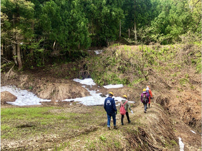 【新潟・十日町】山菜採りアドベンチャー（ランチ付き）の紹介画像