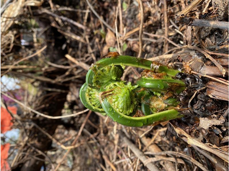 【新潟・十日町】山菜採りアドベンチャー（ランチ付き）の紹介画像
