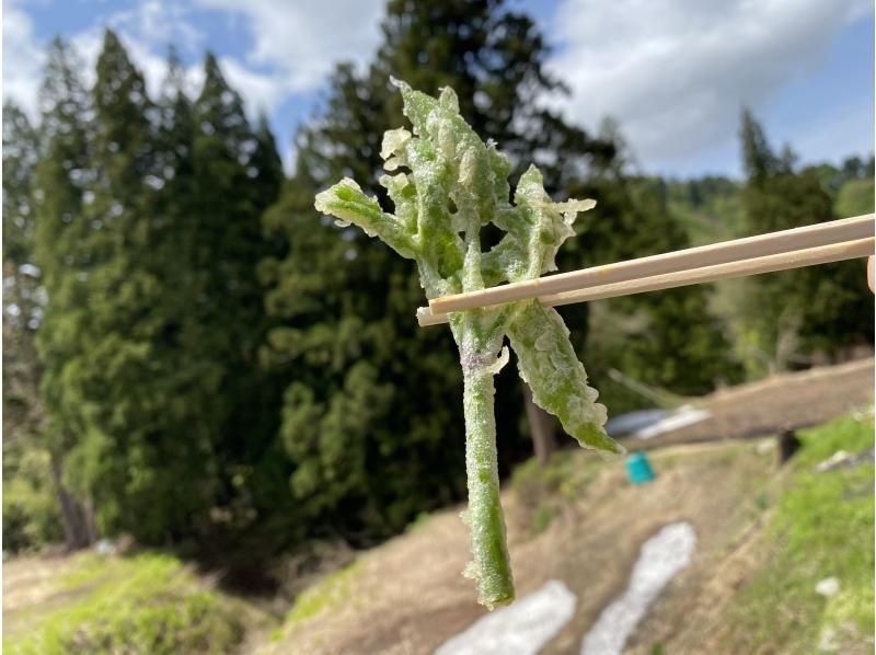 【新潟・十日町】山菜採りアドベンチャー（ランチ付き）の紹介画像