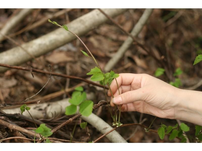 【新潟・十日町】山菜採りアドベンチャー（ランチ付き）の紹介画像
