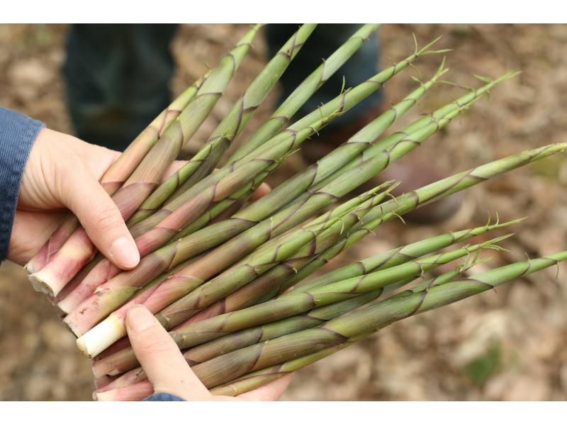 【新潟・十日町】山菜採りアドベンチャー（ランチ付き）の紹介画像