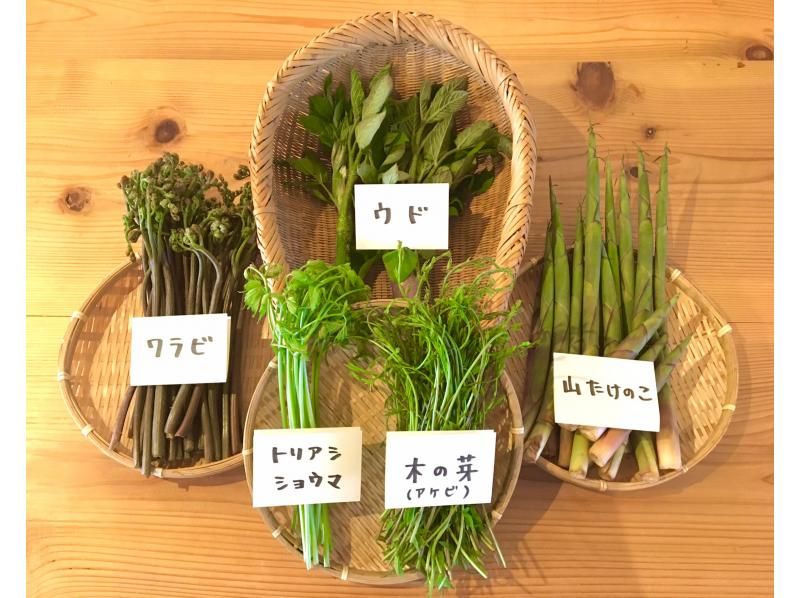 【新潟・十日町】山菜採りアドベンチャー（ランチ付き）の紹介画像
