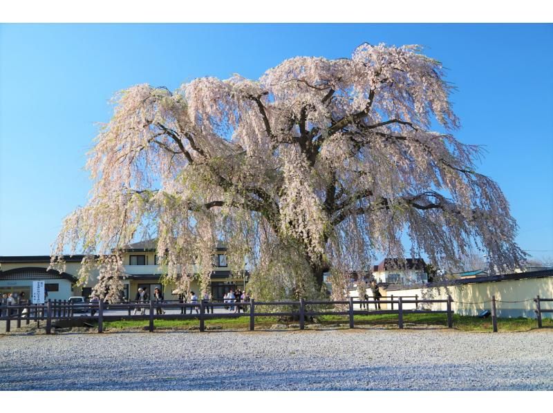 札幌発着：函館の桜を見て回る１泊２日満喫バスツアーの紹介画像