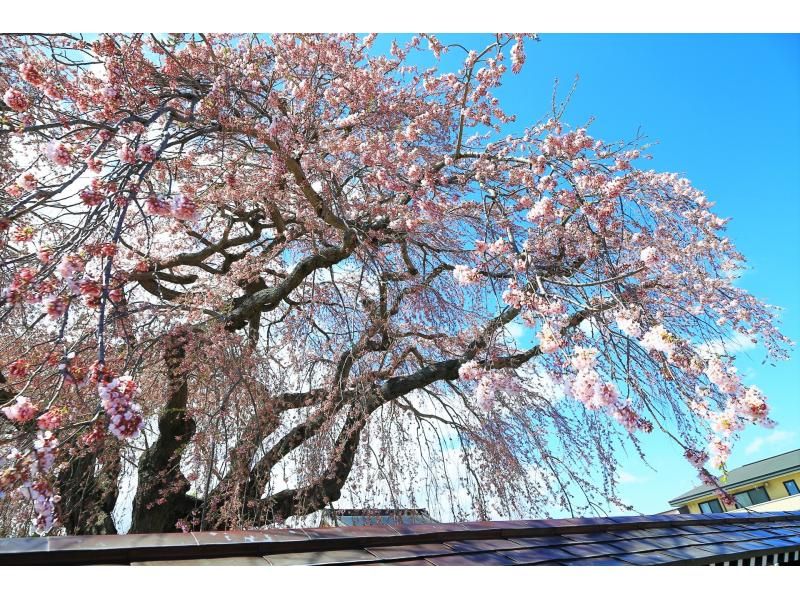 札幌発着：函館の桜を見て回る１泊２日満喫バスツアーの紹介画像