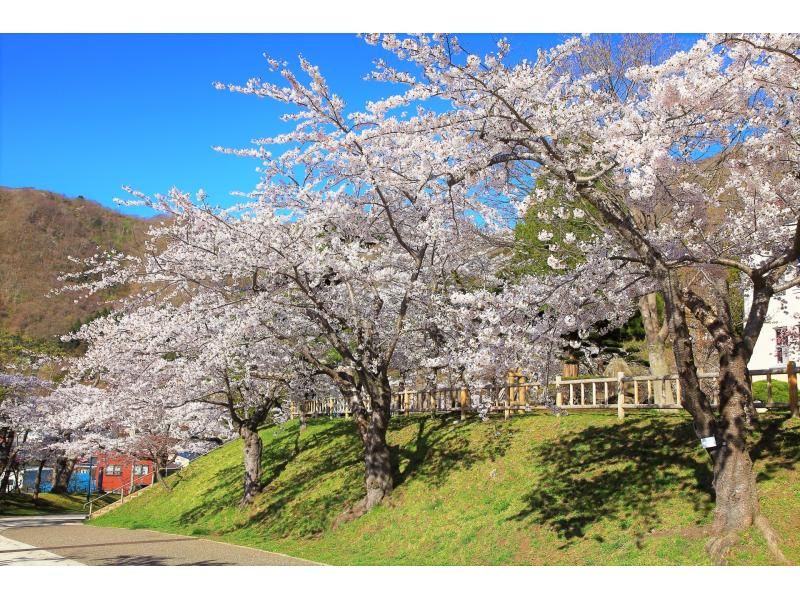 札幌発着：函館の桜を見て回る１泊２日満喫バスツアーの紹介画像