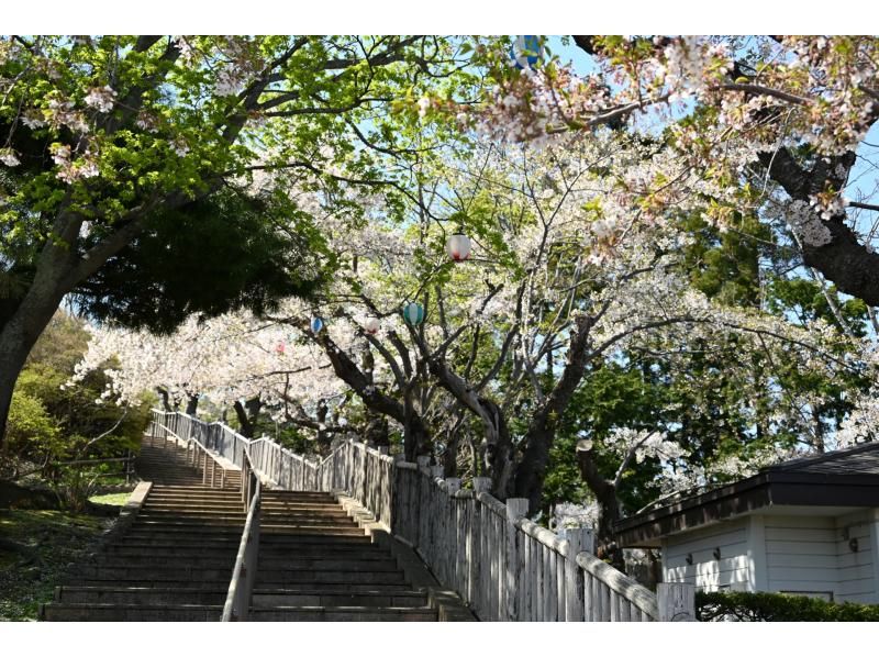 札幌発着：函館の桜を見て回る１泊２日満喫バスツアーの紹介画像