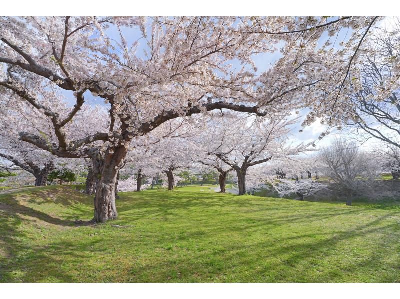 札幌発着：函館の桜を見て回る１泊２日満喫バスツアーの紹介画像