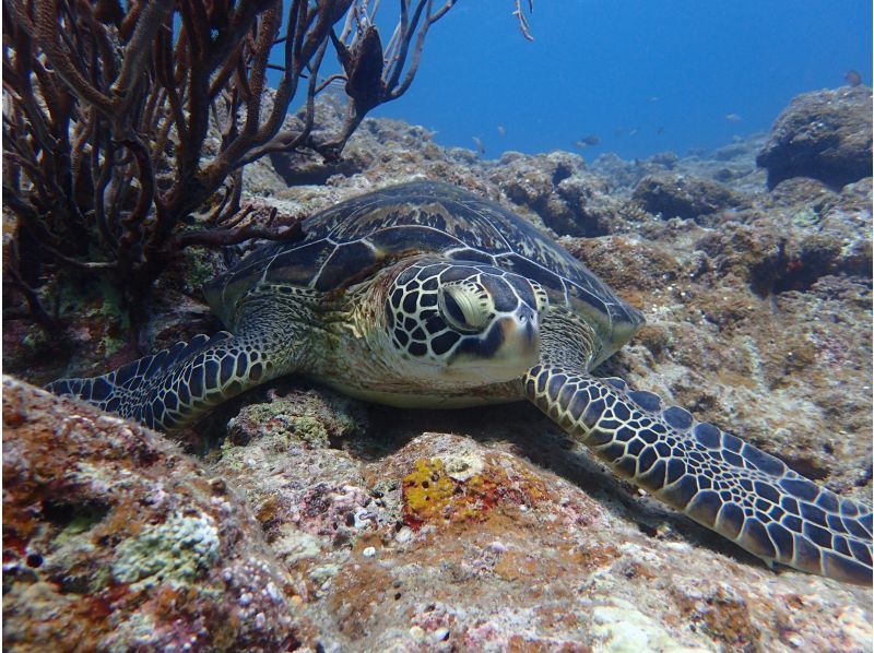 [Kohama Island] Very popular ☆ Landing on the phantom island & swimming with sea turtles ♪ [Free ★ Photo and video gifts, mermaid experience ♡] の紹介画像