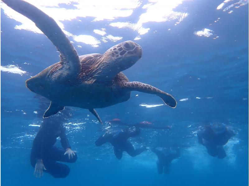 [Kohama Island] Very popular ☆ Landing on the phantom island & swimming with sea turtles ♪ [Free ★ Photo and video gifts, mermaid experience ♡] の紹介画像