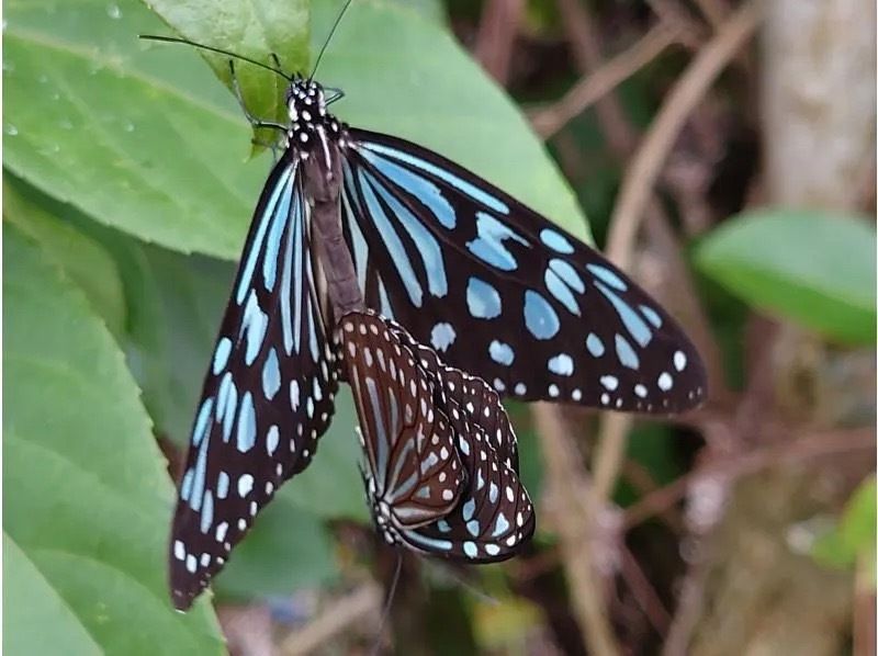 奄美大島【当日予約可能】マングローブカヌー＆ジャングルツアー（180分）日中に大自然を満喫！※口コミ投稿で撮影データ無料プレゼント※の紹介画像