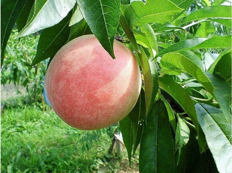 【大分・佐伯市】1組限定【日帰り】夏の藤河内渓谷ｴﾒﾗﾙﾄﾞ渕「沢滑り/飛込み/泳ぎ」(弁当.ｺｰﾋｰ.おやつ/♨️付)【装備無料】７～9月の紹介画像