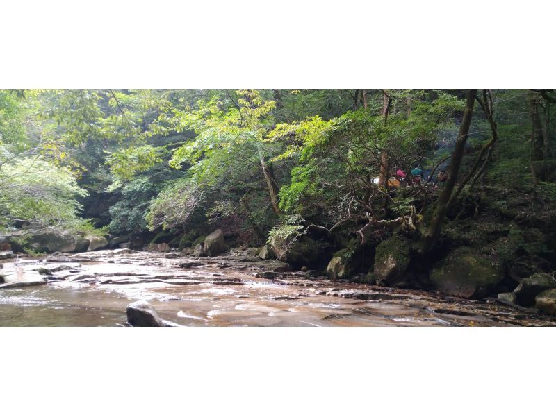【大分・佐伯市】1組限定【1泊2日/♨️】「春の新緑/藤河内渓谷沢歩き」(焚火野営.2食/弁当/ｺｰﾋｰ・ｵﾔﾂ付)【装備無料/子供参加可】の紹介画像