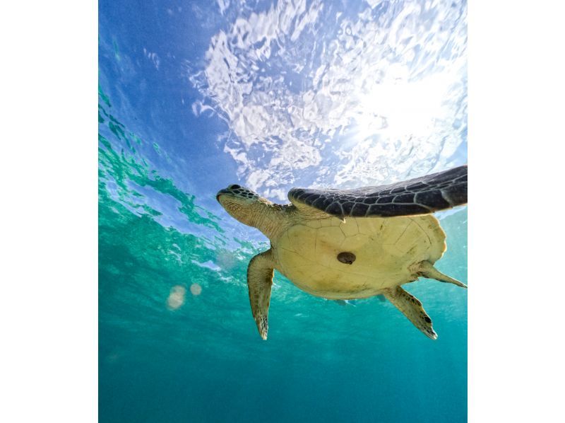 春季特惠活動當天歡迎參與！海龜愛好者前往恩納村“海灘浮潛海龜之旅”の紹介画像