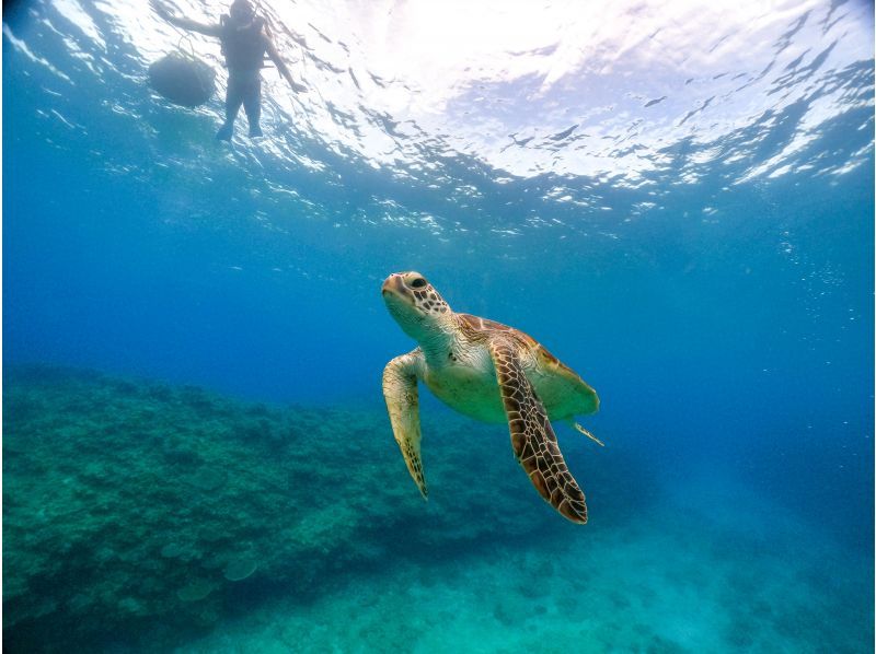 Spring Sale Special Discount Participation on the day is welcome! Sea turtle lovers go to Onna Village "Beach Snorkeling Sea Turtle Tour"の紹介画像