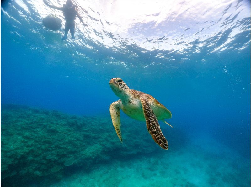 ยินดีต้อนรับเข้าร่วมกับเราในวันที่! “ทัวร์ดำน้ำดูปะการังชายหาด” ไปยังหมู่บ้านอนนะสำหรับคนรักเต่าทะเลの紹介画像