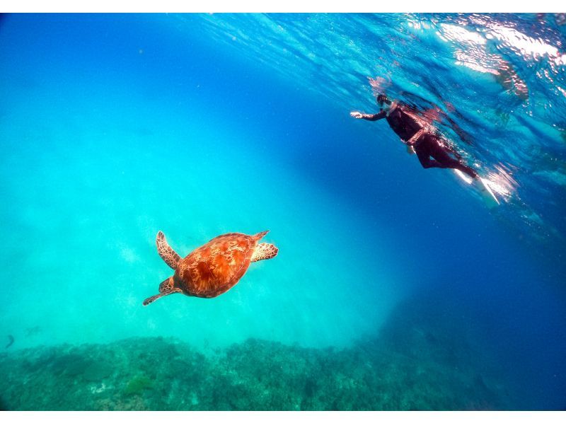 春季特惠活動當天歡迎參與！海龜愛好者前往恩納村“海灘浮潛海龜之旅”の紹介画像