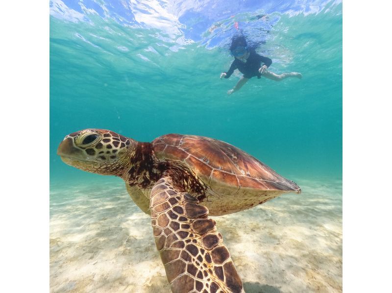 ยินดีต้อนรับเข้าร่วมกับเราในวันที่! “ทัวร์ดำน้ำดูปะการังชายหาด” ไปยังหมู่บ้านอนนะสำหรับคนรักเต่าทะเลの紹介画像