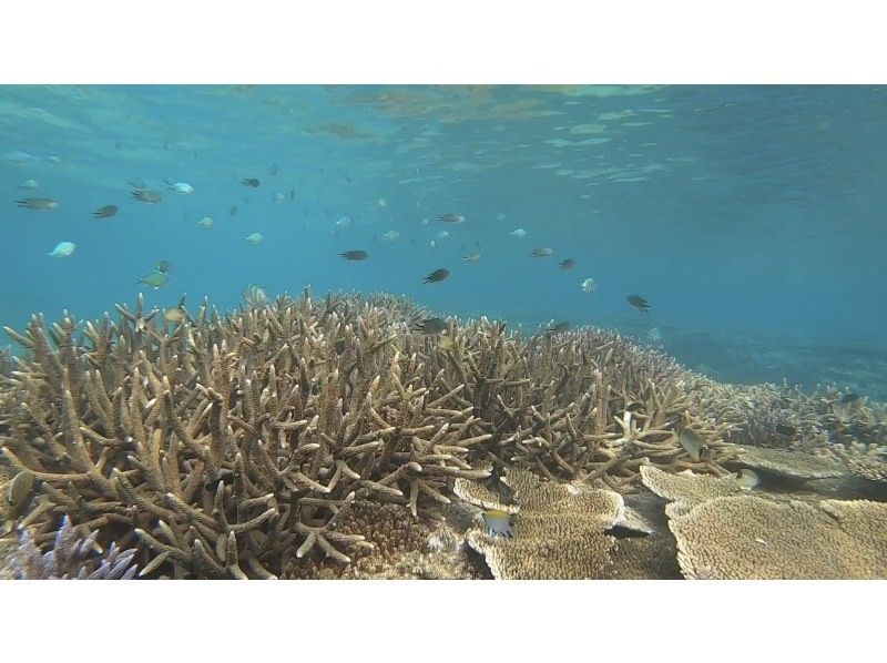 [Private tour limited to one group] SUP & Snorkeling! Enjoy the Okinawan ocean while paddling and drifting. Short movie included.の紹介画像