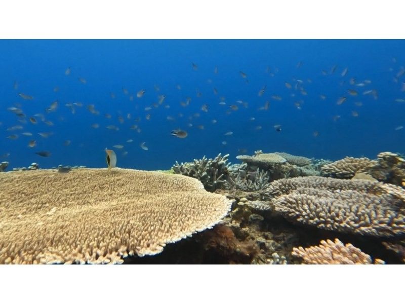 [Private tour limited to one group] SUP & Snorkeling! Enjoy the Okinawan ocean while paddling and drifting. Short movie included.の紹介画像