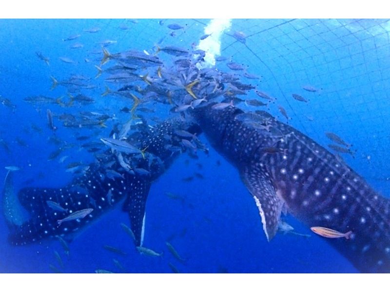 Spring sale underway ♪♪ [Yomitan] Last minute reservations OK! Experience diving where you can swim with whale sharks ♪ Boarding fee included, video/photo shoot included ◎ Recommended for couples ◎の紹介画像