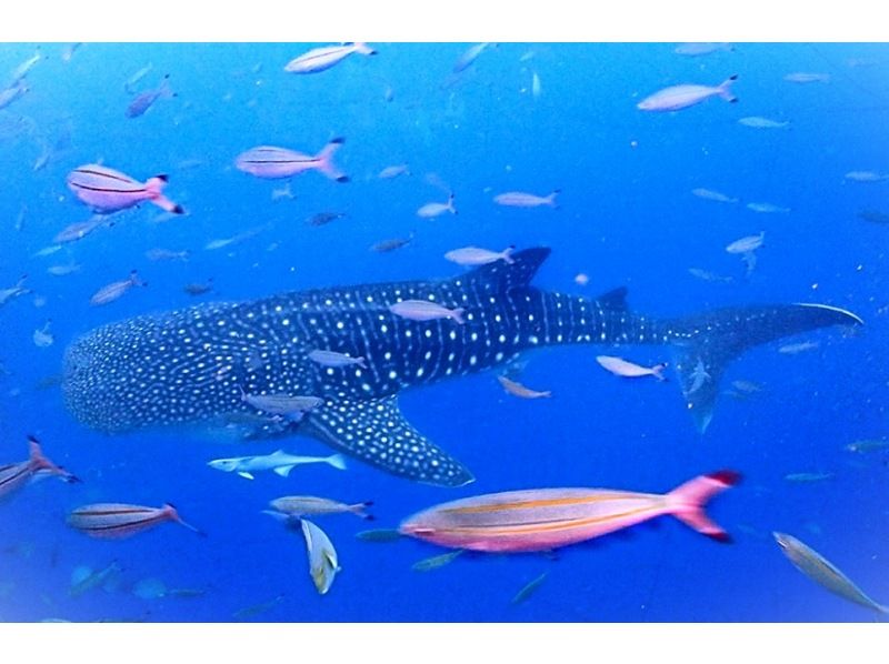 [Yomitan] FUN diving where you can swim with whale sharks ♪ Boarding fee included, photo shoot