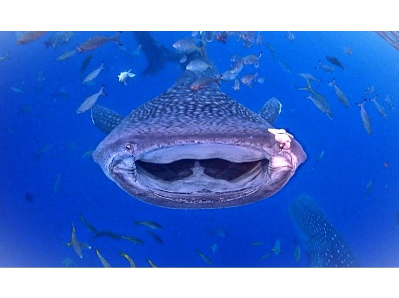 [Yomitan] FUN diving where you can swim with whale sharks ♪ Boarding fee included, photo shoot