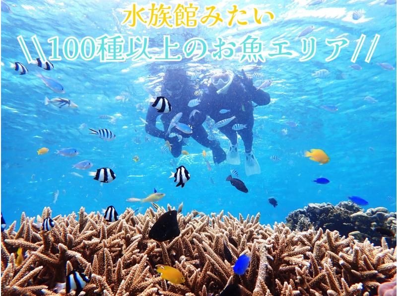 About 30 minutes from Naha. Same-day and last-minute reservations OK. [Pick-up available, for beginners, ages 3-70]. A natural aquarium tour with over 100 kinds of fish and sea turtles. Students only.の紹介画像