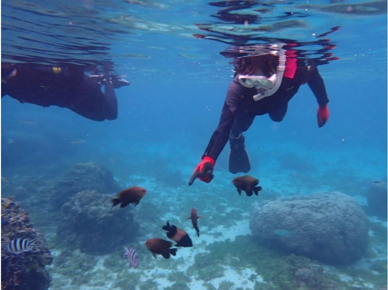 那覇から約30分/学生初心者応援プラン『海のテーマパーク/天然水族感』ウミガメ＆100種以上を探索する自然体験シュノーケリング★送迎可★の紹介画像