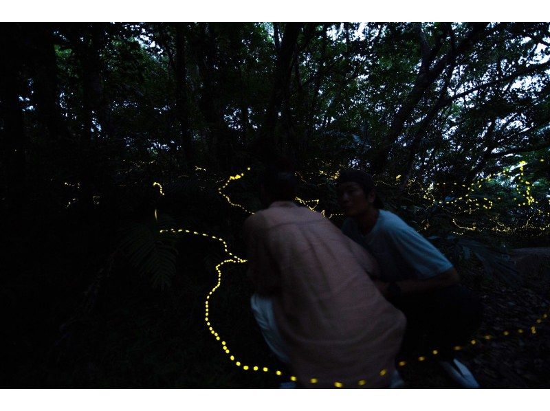 [Limited time!!] [Last minute reservations accepted on the day!] Yaeyama firefly viewing tour! Free transportation!の紹介画像