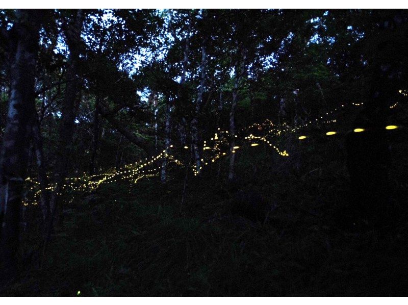 [Limited time!!] [Last minute reservations accepted on the day!] Yaeyama firefly viewing tour! Free transportation!の紹介画像