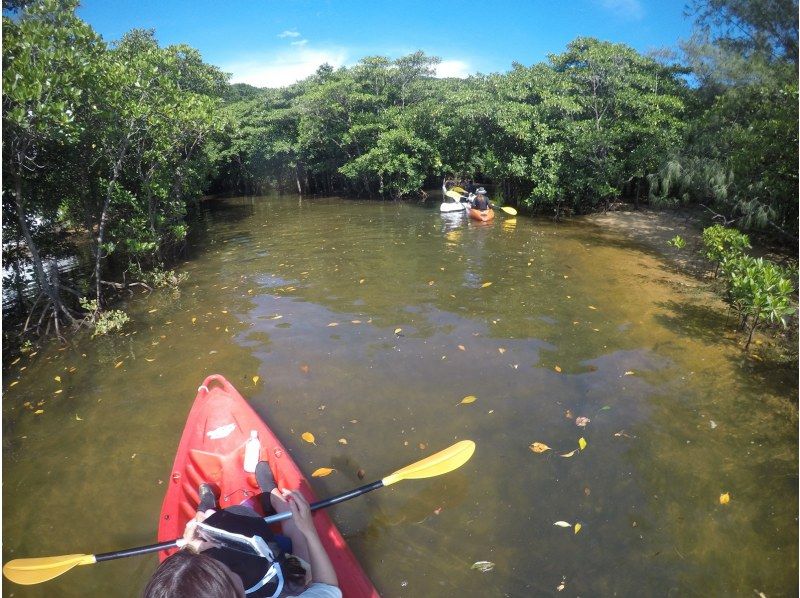 [Okinawa/Ishigaki Island] Three-star Michelin Kabira Bay mangrove canoe experience