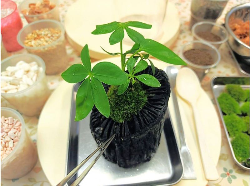 【新宿☆13％OFF】和の趣きを魅せる｢苔の炭鉢｣ づくり体験☆ 嬉しい無料オプションでミニ瓶の苔テラリウムも作れます♪の紹介画像