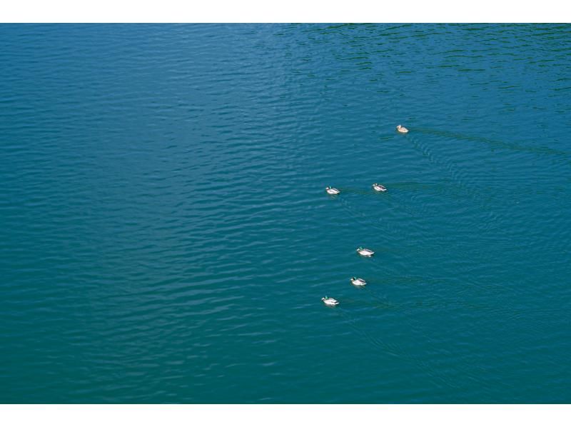 [Fukui/Wakasa] Quick 1.5 hours! Adventure kayaking on Myojin Green Mystical Dam Lake!