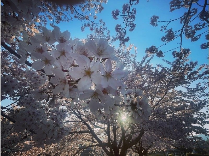 [Oita/Beppu] The world's best hot spring town "Beppu Tour" Inbound welcome! Introducing a course tailored to your needs while driving or walking ♪ Hot springs, walking around the city, cafes, shrinesの紹介画像