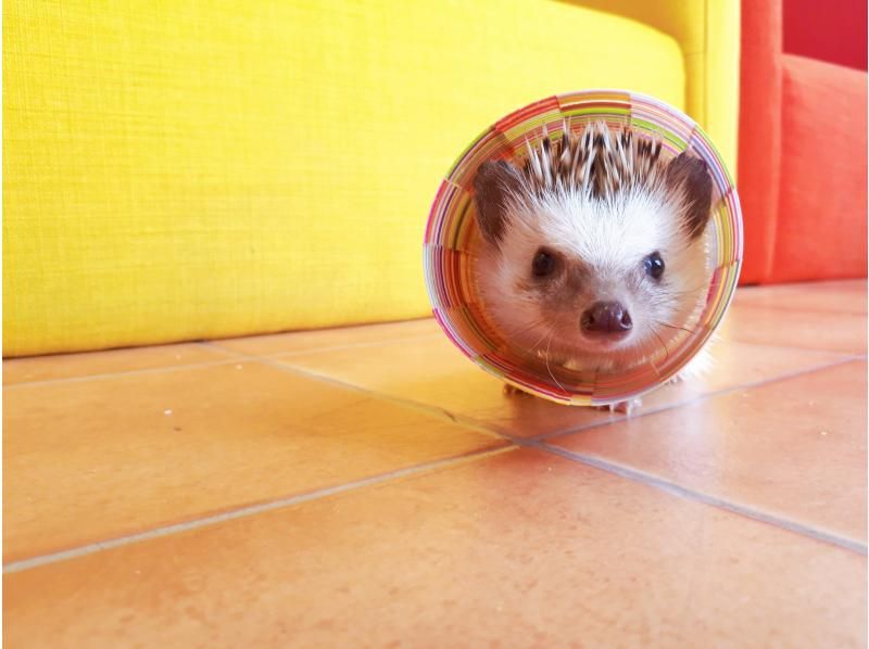 [Miyagi/Sendai] 10 minutes walk from Sendai Station! A 90-minute course where you can interact with hedgehogsの紹介画像