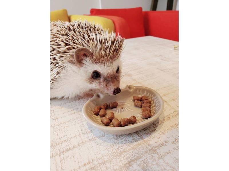 [Miyagi/Sendai] 10 minutes walk from Sendai Station! 90 minutes to interact with hedgehogs & greedy set course where you can even scoop goldfishの紹介画像