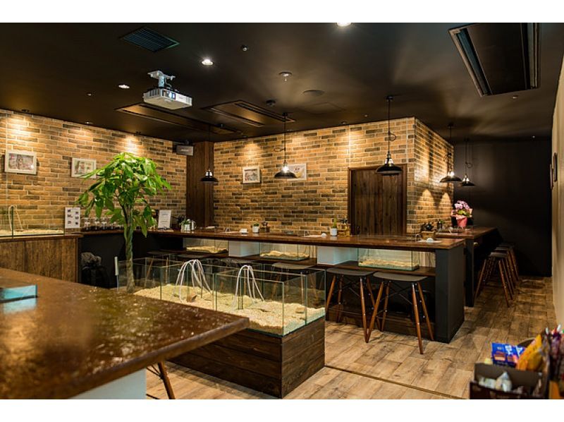 [Miyagi/Sendai] 10 minutes walk from Sendai Station! 90 minutes to interact with hedgehogs & greedy set course where you can even scoop goldfishの紹介画像