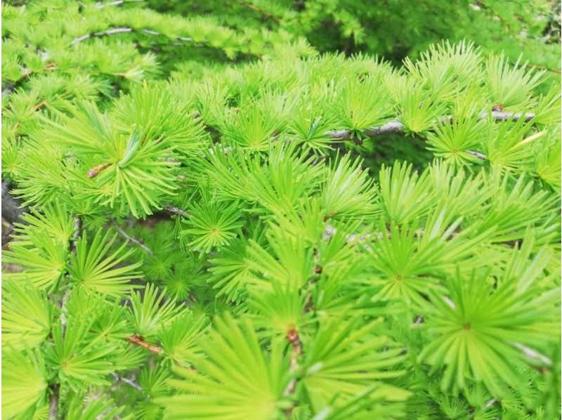 [Nagano / Kamikochi Norikura] Healed by the forest, "Kouyu Forest Bathing® Walk & Aroma Hand Care"  