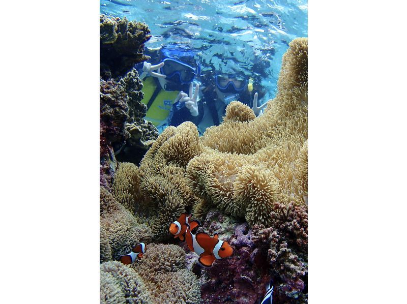 [Okinawa, Miyakojima] Private tour for one group! Let's go see sea turtles and clownfish! Snorkeling tour!の紹介画像