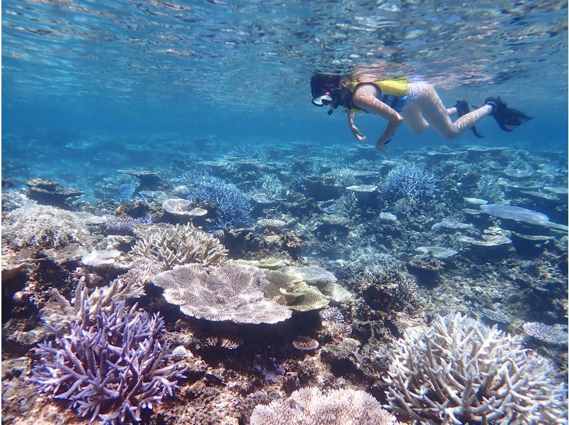 [Okinawa, Miyakojima] Private tour for one group! Let's go see sea turtles and clownfish! Snorkeling tour!の紹介画像