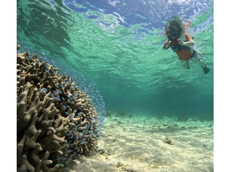 [Okinawa, Miyakojima] Private tour for one group! Let's go see sea turtles and clownfish! Snorkeling tour!の紹介画像