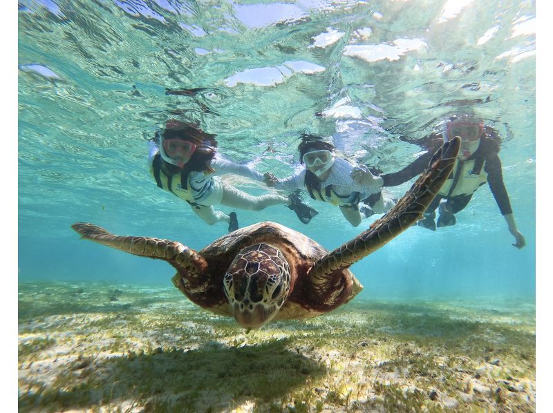 [Okinawa, Miyakojima] Private tour for one group! Let's go see sea turtles and clownfish! Snorkeling tour!の紹介画像