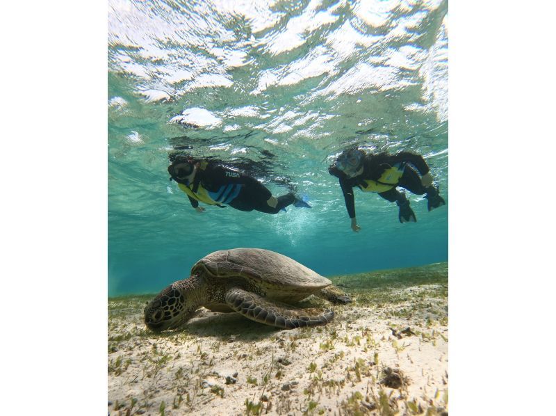 [Okinawa, Miyakojima] Private tour for one group! Let's go see sea turtles and clownfish! Snorkeling tour!の紹介画像