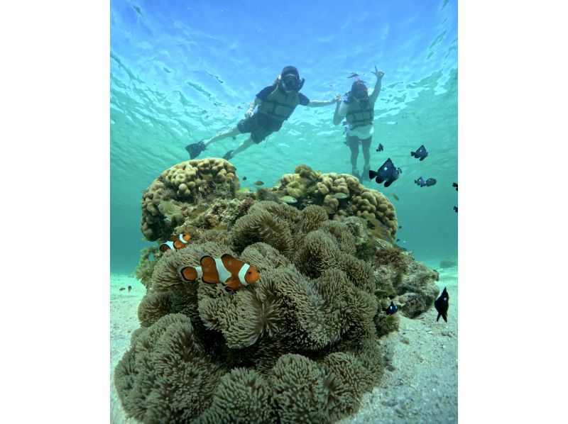 [Okinawa, Miyakojima] Private tour for one group! Let's go see sea turtles and clownfish! Snorkeling tour!の紹介画像
