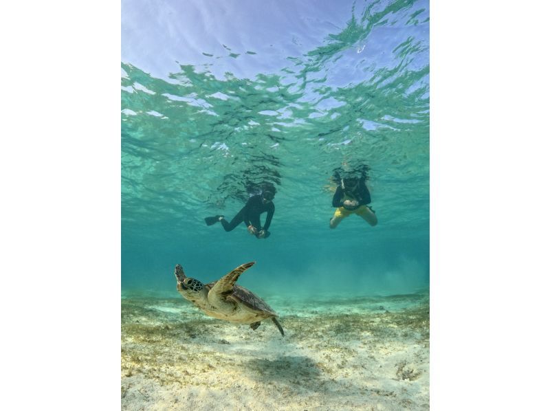 [Okinawa, Miyakojima] Private tour for one group! Let's go see sea turtles and clownfish! Snorkeling tour!の紹介画像